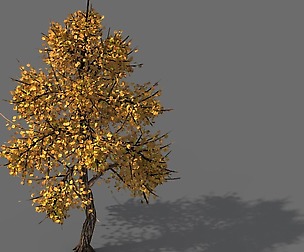 Explore the mountains - Hongye Tree 09