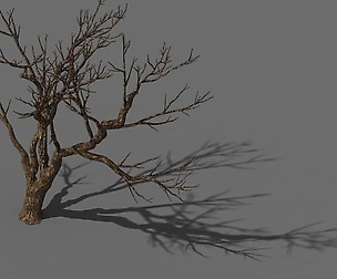 Explore the mountains - dead wood 08