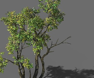 Explore the mountains - Grove 02