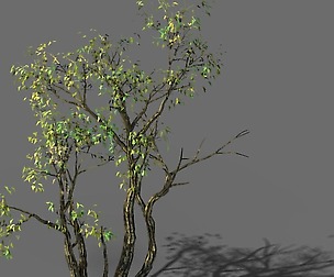 Explore the mountains - Grove 03