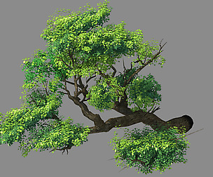 Explore the mountains - Cliff - Tree 02