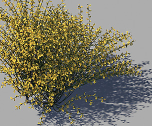 Explore the mountains - plants - shrubs 02