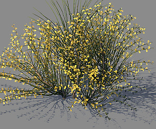 Explore the mountains - plants - shrubs 04