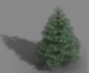 Tianyin Temple - Pine 01