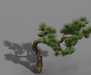 Tian Yin Temple - Pine 02