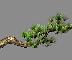 Tian Yin Temple - Pine 04