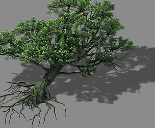 Wu Gorge - big tree 01