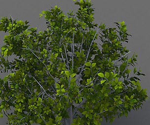 Journey to the West - shrubs 01