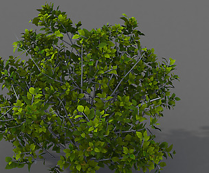 Journey to the West - shrubs 02