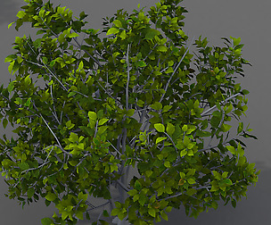 Journey to the West - shrub 03