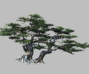Journey to the West - Putuo Mountain - Pine 01
