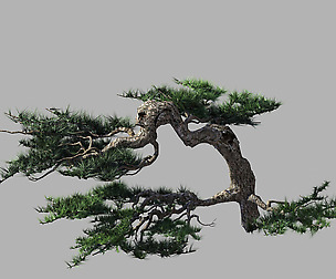 Journey to the West - Putuo Mountain - Pine 02