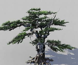 Journey to the West - Putuoshan - Pine 03