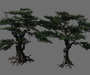 Journey to the West - Putuo Mountain - Pine 04