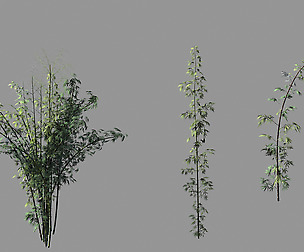 Journey to the West - Putuoshan - Bamboo 02