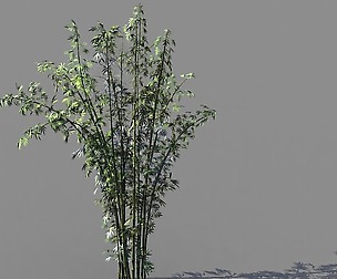 Journey to the West - Putuoshan - Bamboo 03