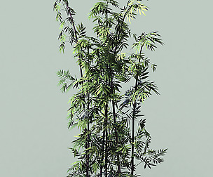 Journey to the West - Putuoshan - Bamboo 09