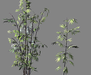 Journey to the West - Putuoshan - Bamboo 010