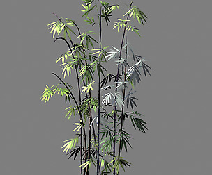 Journey to the West - Putuoshan - Bamboo 011