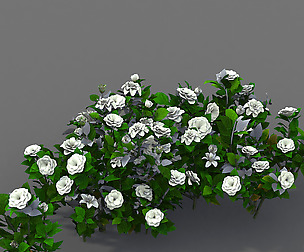 Journey to the West - Gardenia 01