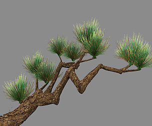 Koike Town - Plants - Pine 01