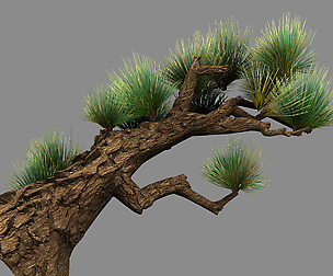 Koike town - plant - pine 02