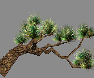 Koike Town - Plants - Pine 03