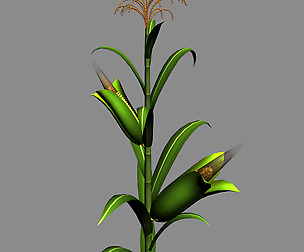 Koike town - plant - corn 01