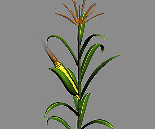 Koike town - plant - corn 02