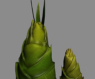Koike Town - Plants - Bamboo shoots 01