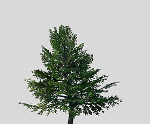 Sennard - evergreen 31