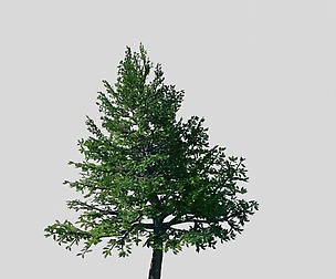 Cincinnati - Evergreen