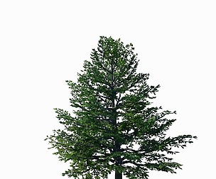 Sennard - evergreen 35