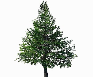 Chennault - evergreen 36