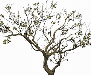 Sennard - Deciduous tree 3