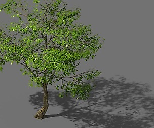 New Village - Landscape Tree 01