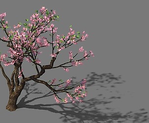 New Village - Peach 02