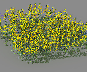 New Village - rape field