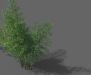 New Village - Bamboo Forest 01