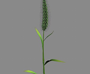 Weed plants - dog tail grass 01