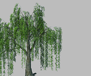 Plant - willow 1-1