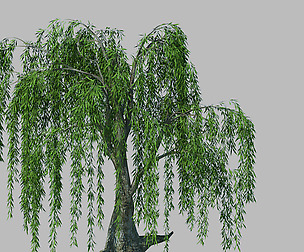 Plant - willow 1-2