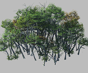 Plant Forest - Birch Grove 01
