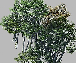 Plant Forest - Birch Grove 02