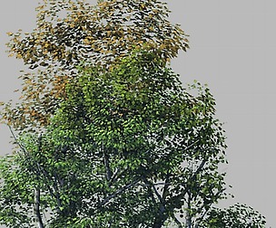 Plant Forest - Birch Grove 03