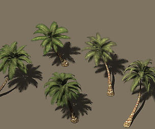 Plant - Coconut Tree 271