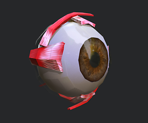 Anatomy Eye