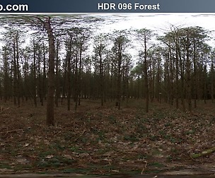 HDRI Hub 096 Forest