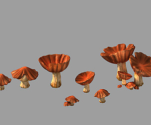 City - Mushrooms