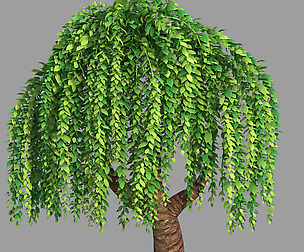 Acres of forest-willow 32